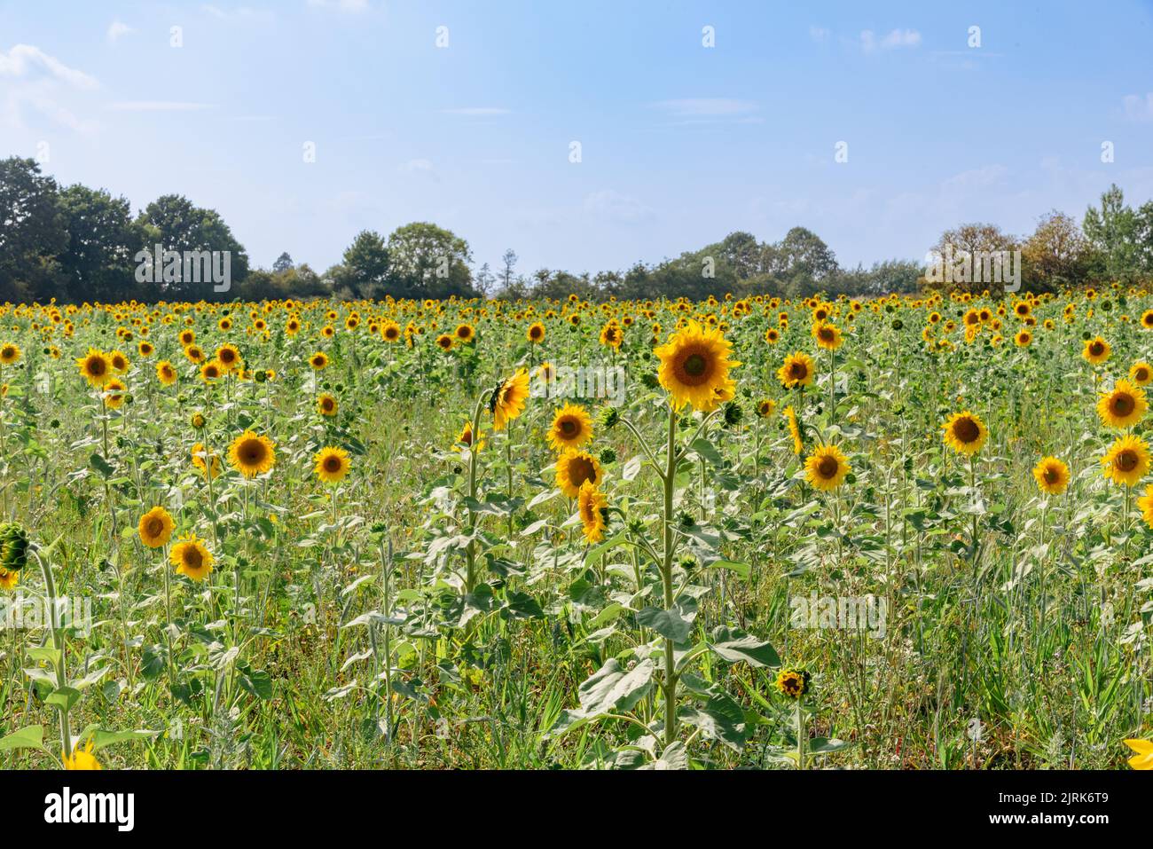 Champ de tournesol en fleur Banque D'Images