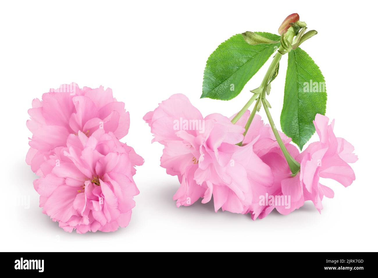 Fleur de cerisier de Sakura isolée sur fond blanc avec pleine profondeur de champ Banque D'Images