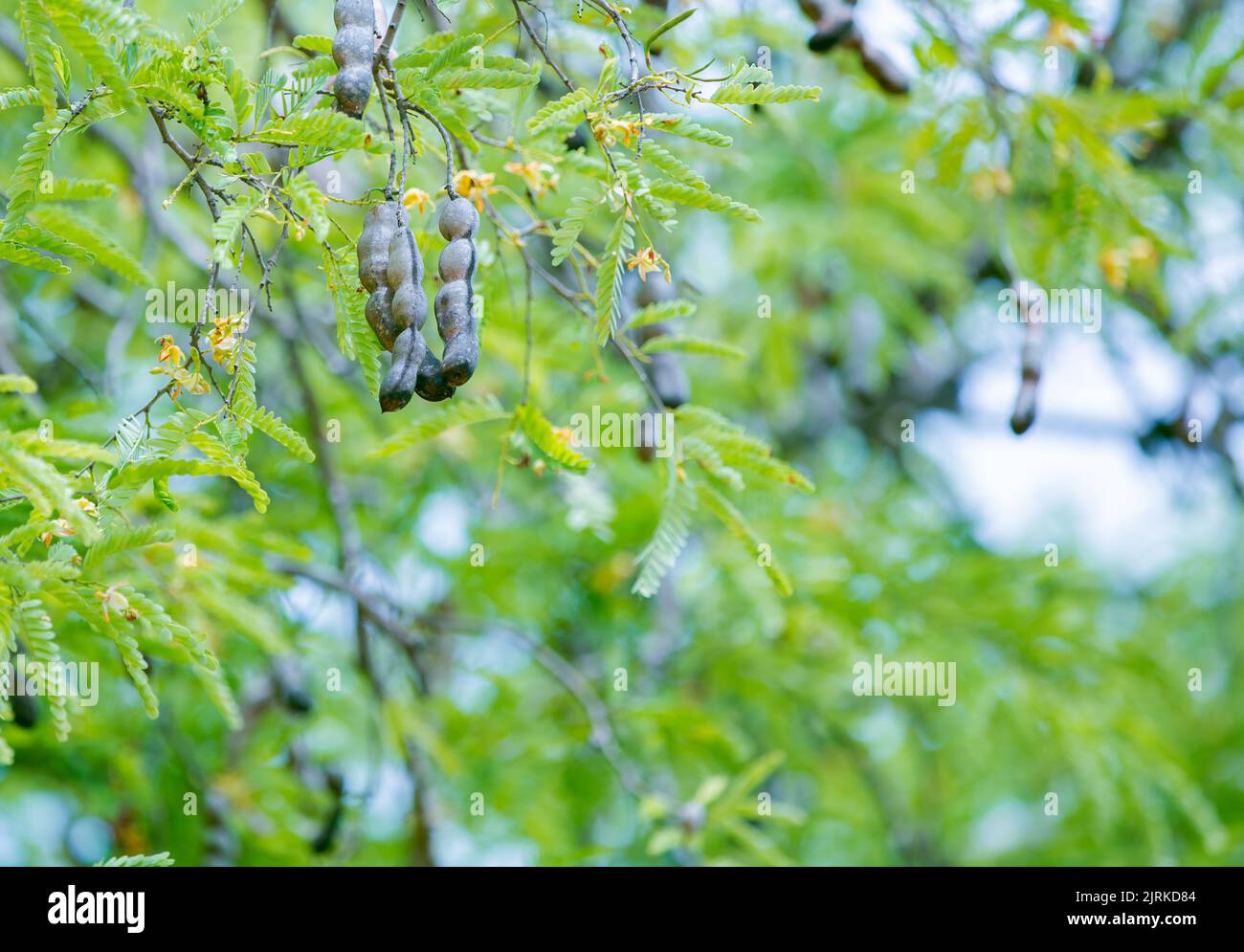 Tamarin séché Banque D'Images