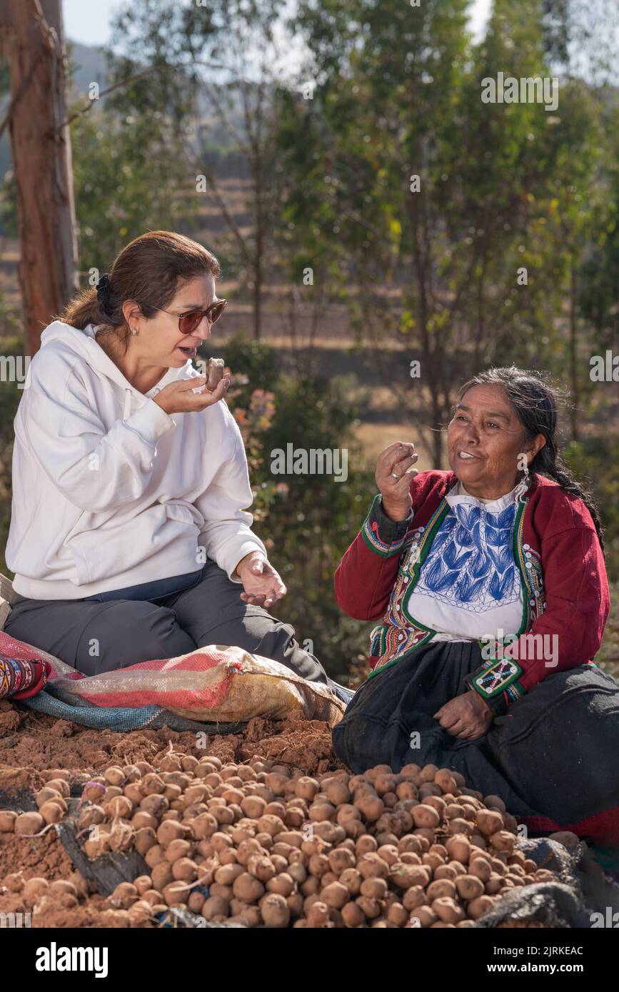 Femme blanche mature et fermière péruvienne séchée près d'une pile de pommes de terre récoltées et goûtant des légumes le jour ensoleillé dans les montagnes de Chinche Banque D'Images