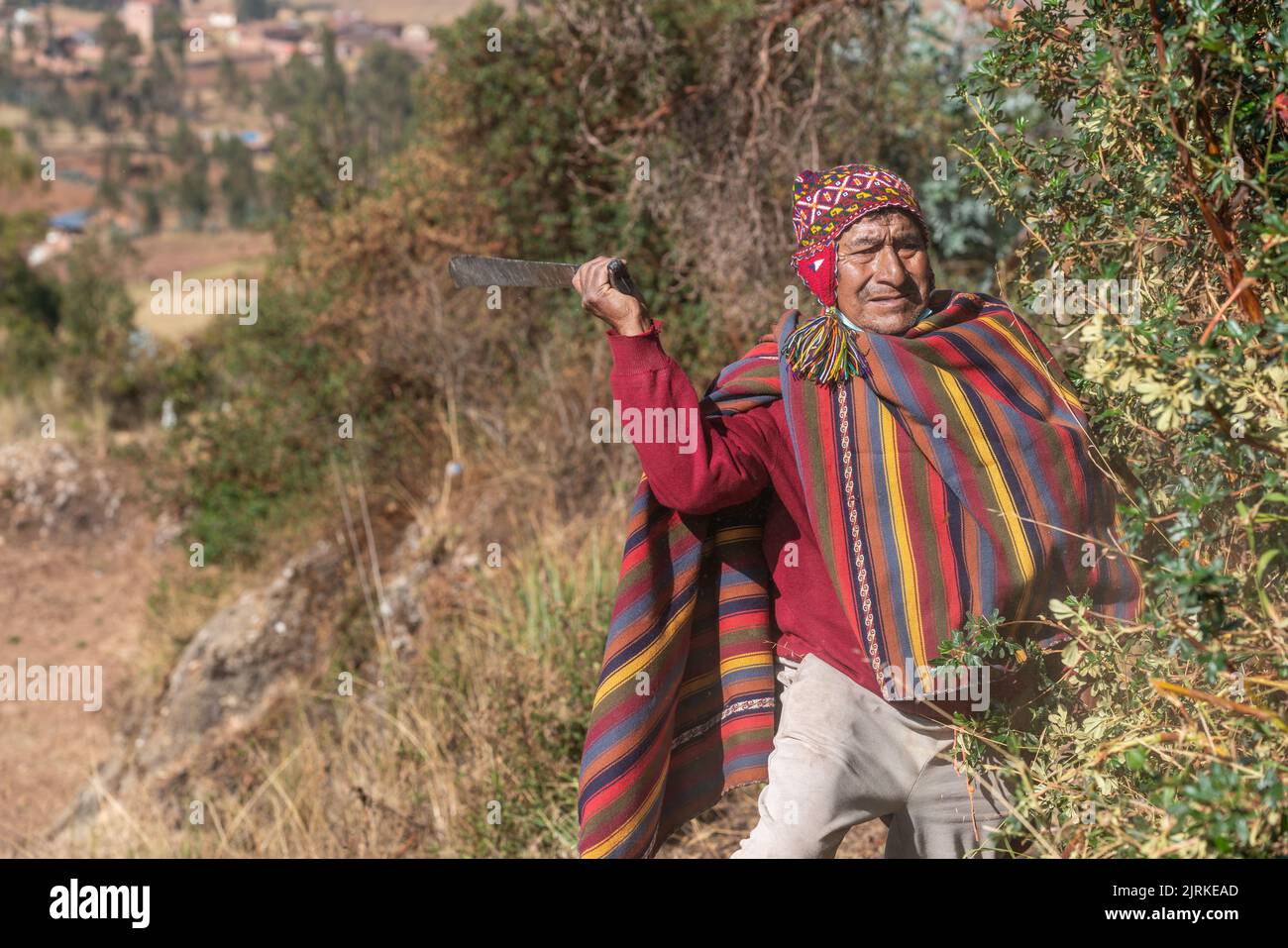 Fermier péruvien âgé en costume traditionnel utilisant la machette et la coupe de branches de brousse en saison de récolte à Chinchero Banque D'Images