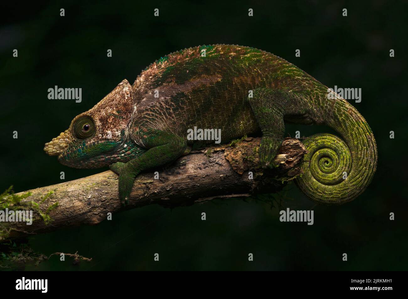 Calumma oshaughnessyi : caméléon de Madagascar sur la branche des arbres Banque D'Images