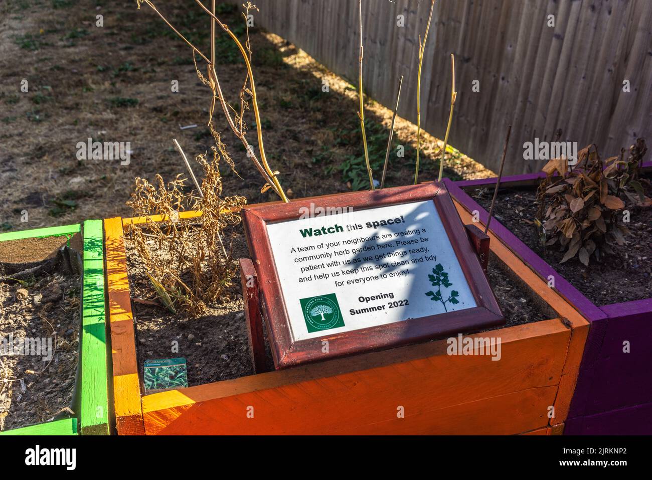 Projet communautaire de jardin d'herbes séchées pendant les conditions de sécheresse et l'interdiction de tuyau flexible qui en résulte, en août 2022, Southampton, Angleterre, Royaume-Uni Banque D'Images