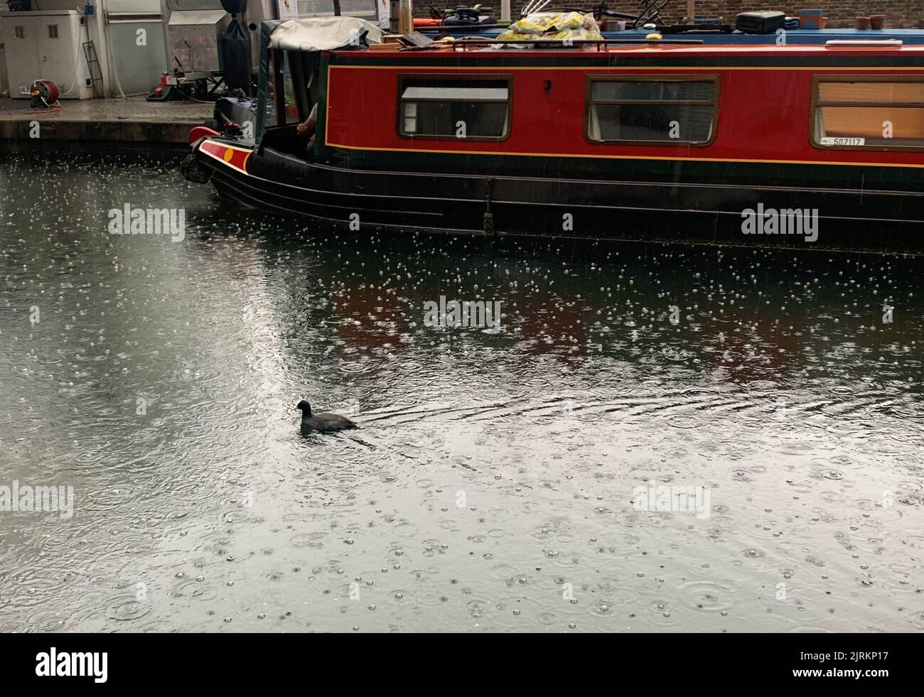 Un oiseau nage le long du canal de Paddington, à l'ouest de Londres, pendant une averse de pluie. Le bureau du met a émis un avertissement jaune pour les orages et les fortes pluies dans le sud et l'est de l'Angleterre, les conditions de conduite pouvant être affectées par les projections d'eau, les eaux stagnantes et même la grêle, ainsi que les retards possibles dans les services ferroviaires, les coupures d'électricité, les inondations et les éclairs. Date de la photo: Jeudi 25 août 2022. Banque D'Images