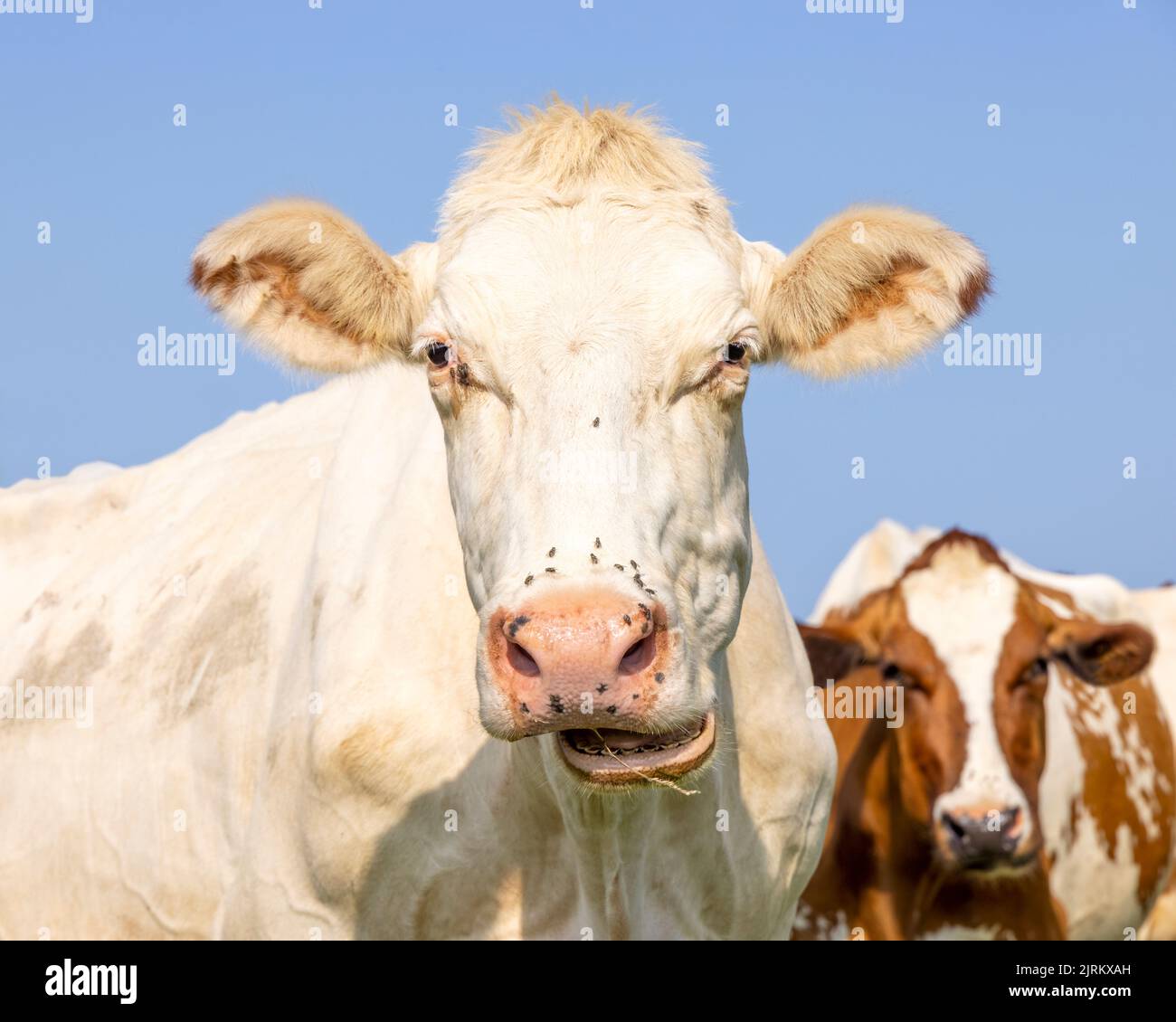 Tête de vache blanche, pelage blond clair, aspect mignon, vue de face de tête et fond bleu Banque D'Images