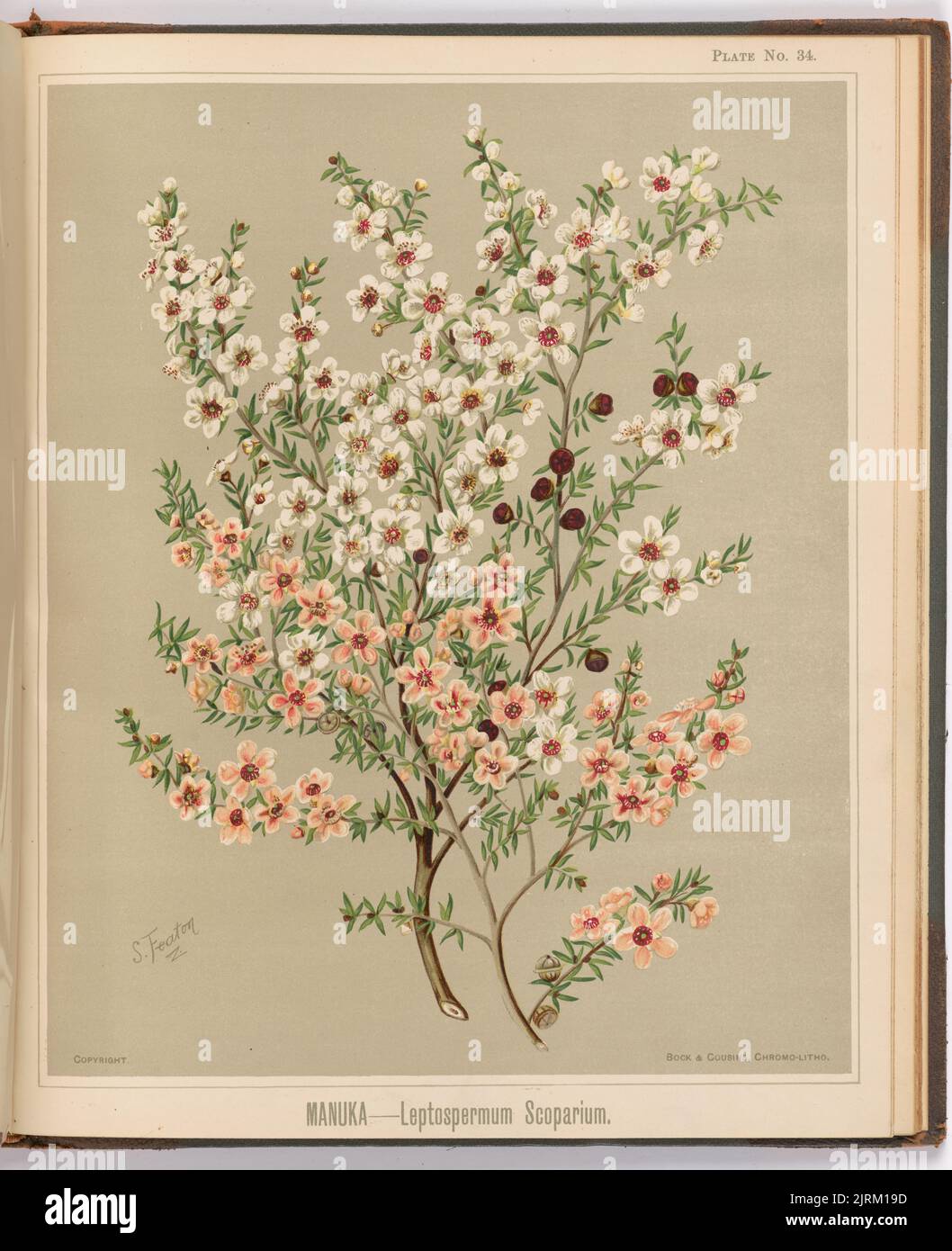 Manuka - Leptospermum scoparium. Tôle 34. Extrait du livre : l'album d'art de la flore de Nouvelle-Zélande : être une description systématique et populaire des plantes à fleurs indigènes de la Nouvelle-Zélande et des îles adjacentes : volume 1;., 1889, Gisborne, par Sarah Featon, Bock et cousins. Banque D'Images