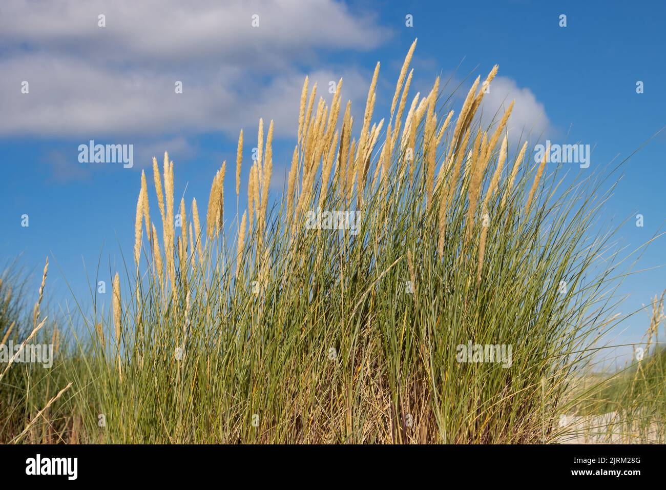 Gros plan de la plage ou de l'herbe de maram, également appelé Ammophila arenaria ou Strandhafer Banque D'Images