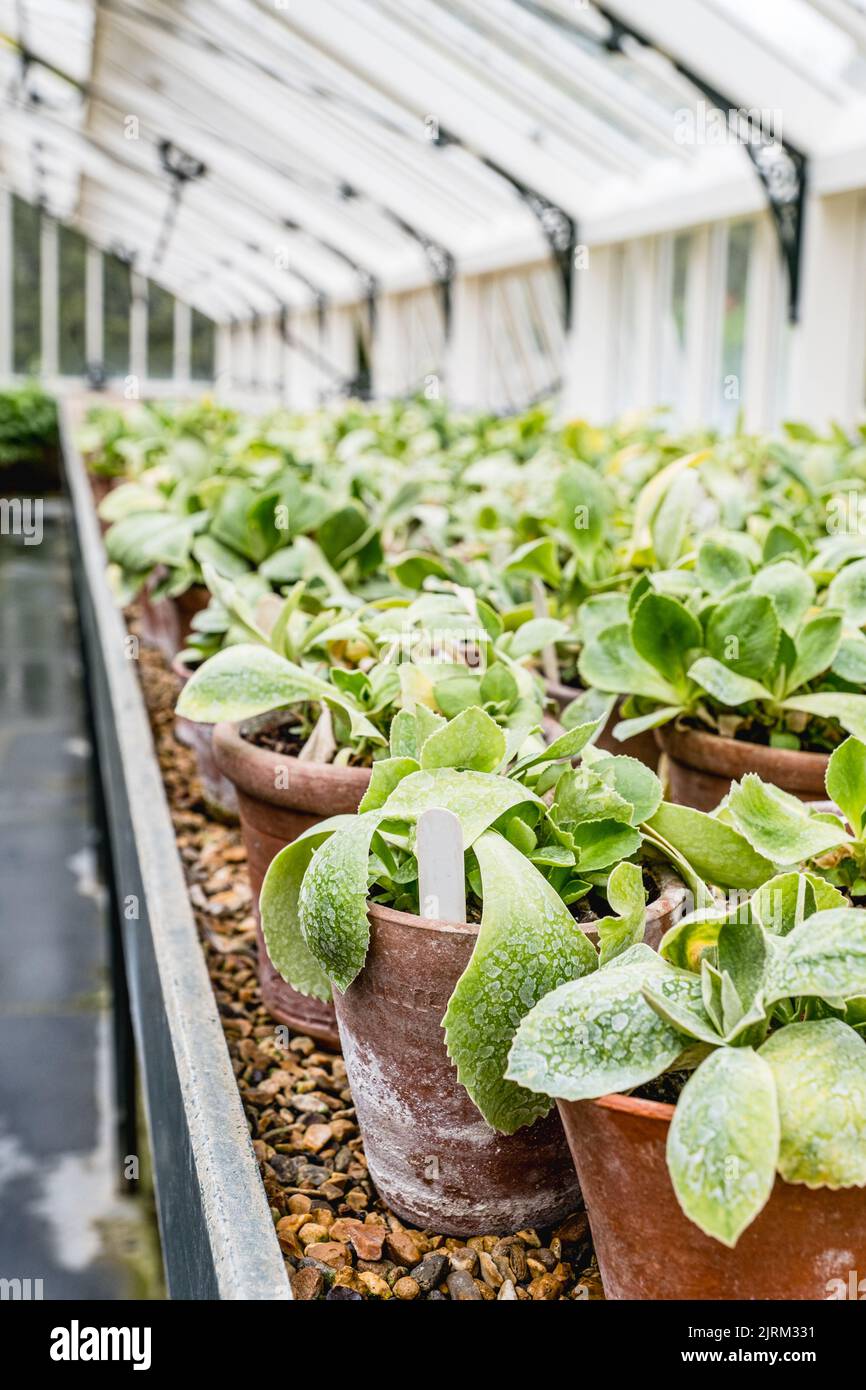 Les plantes poussent dans les serres victoriennes des jardins d'Eythrope, sur le domaine de Waddesdon Manor. Banque D'Images