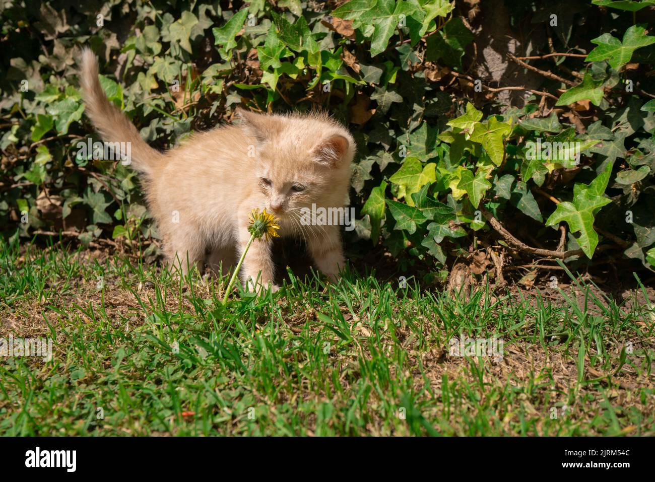 Approche à la belle curieuse bébé brun clair chaton vu de l'avant jouant avec une fleur jaune dans le jardin de sa maison un jour ensoleillé Banque D'Images