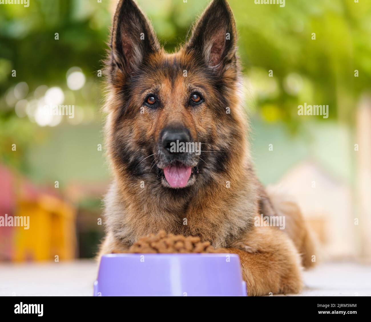 Portrait d'un berger allemand couché, bol de nourriture pour chien kibble devant elle. Banque D'Images