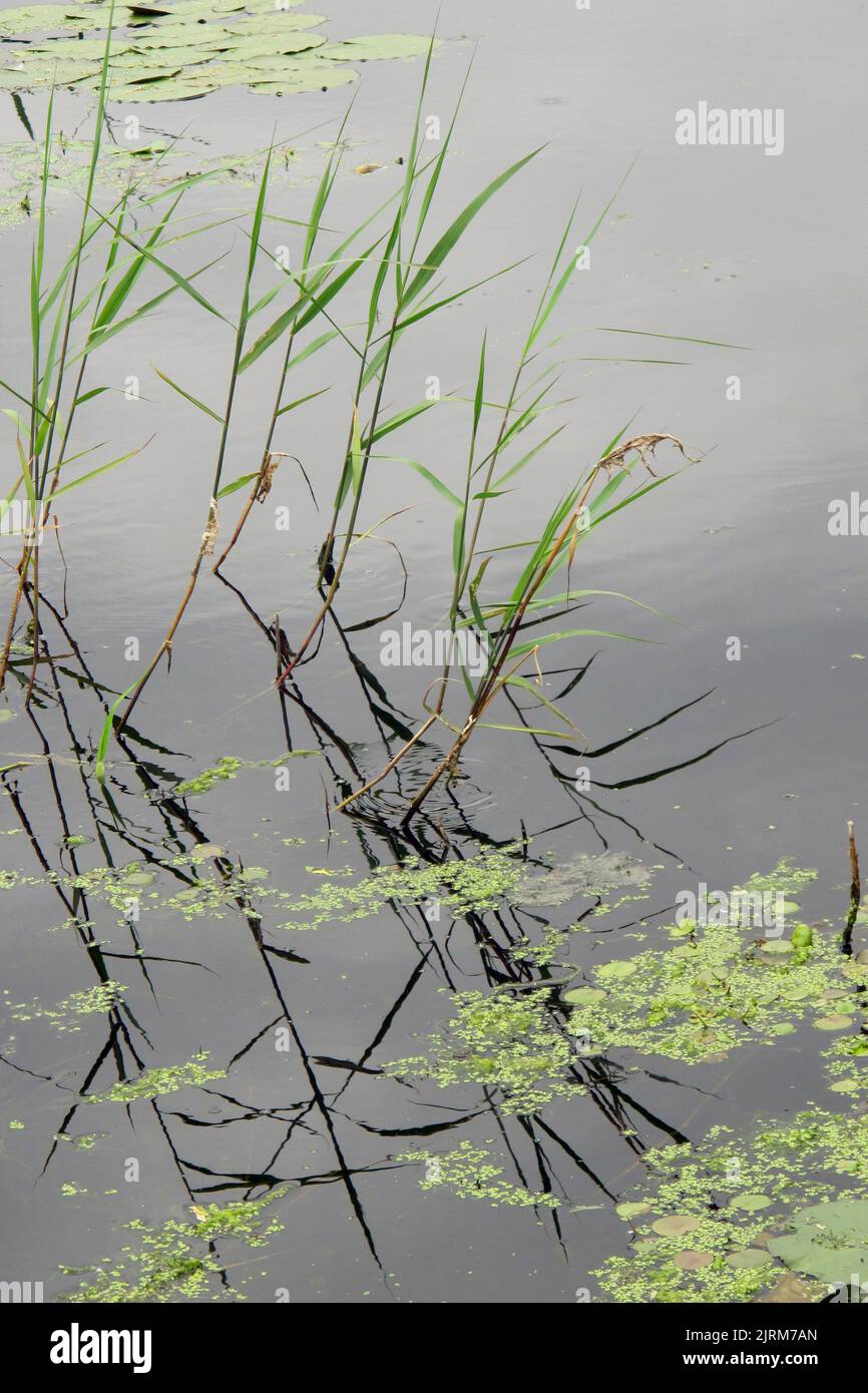 roseaux et lailliescroquant dans l'étang ou le lac Banque D'Images