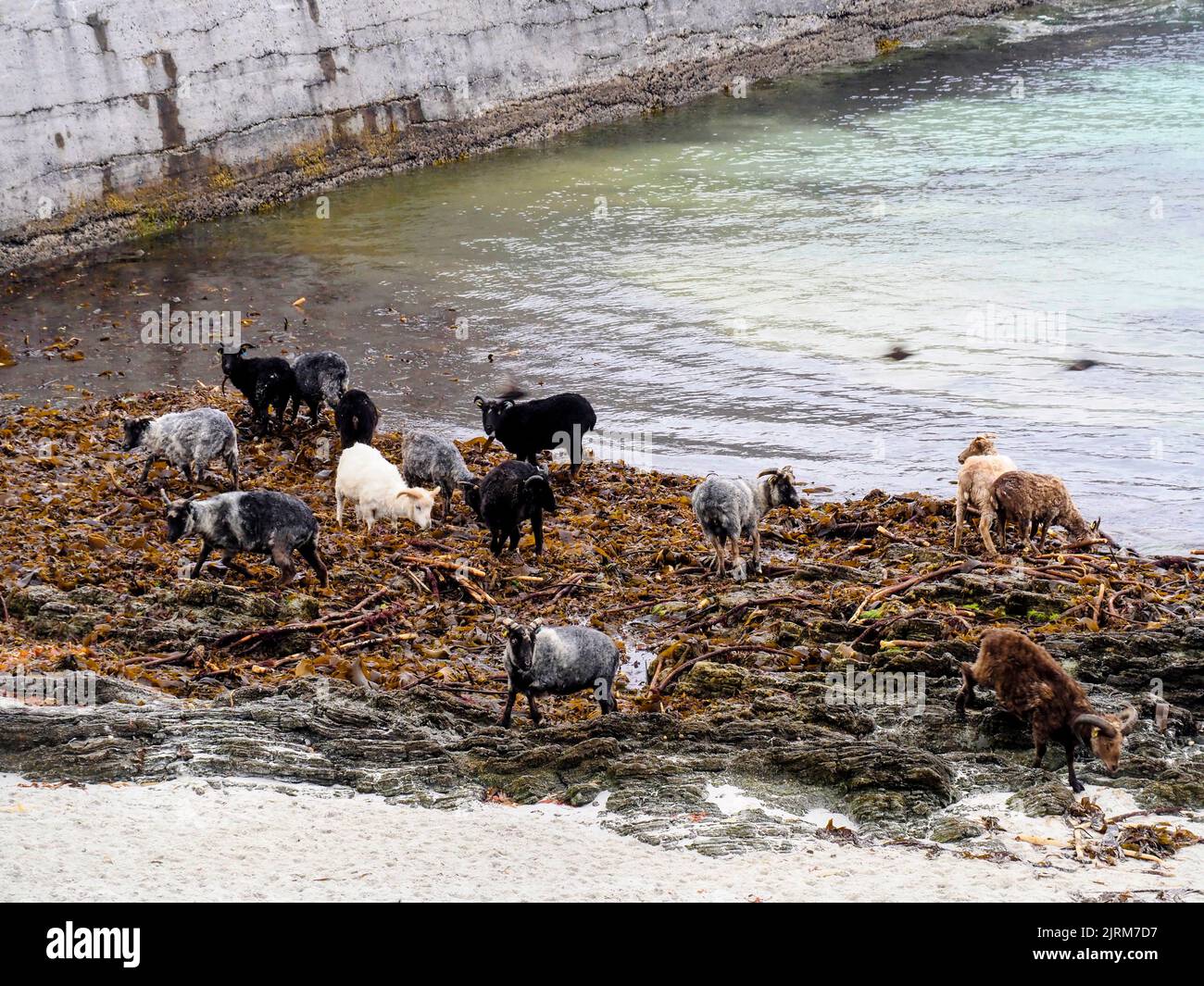 Moutons mangeant des algues, North Ronaldsay, Orkney Banque D'Images