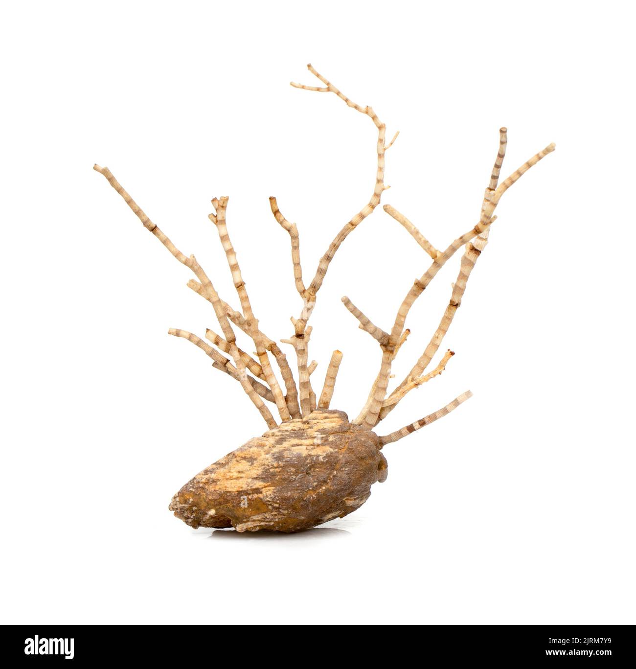 Image de corail naturel sec ou de coralline isolée sur fond blanc. Banque D'Images