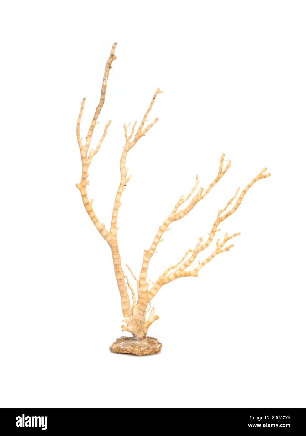 Image de corail naturel sec ou de coralline isolée sur fond blanc. Banque D'Images