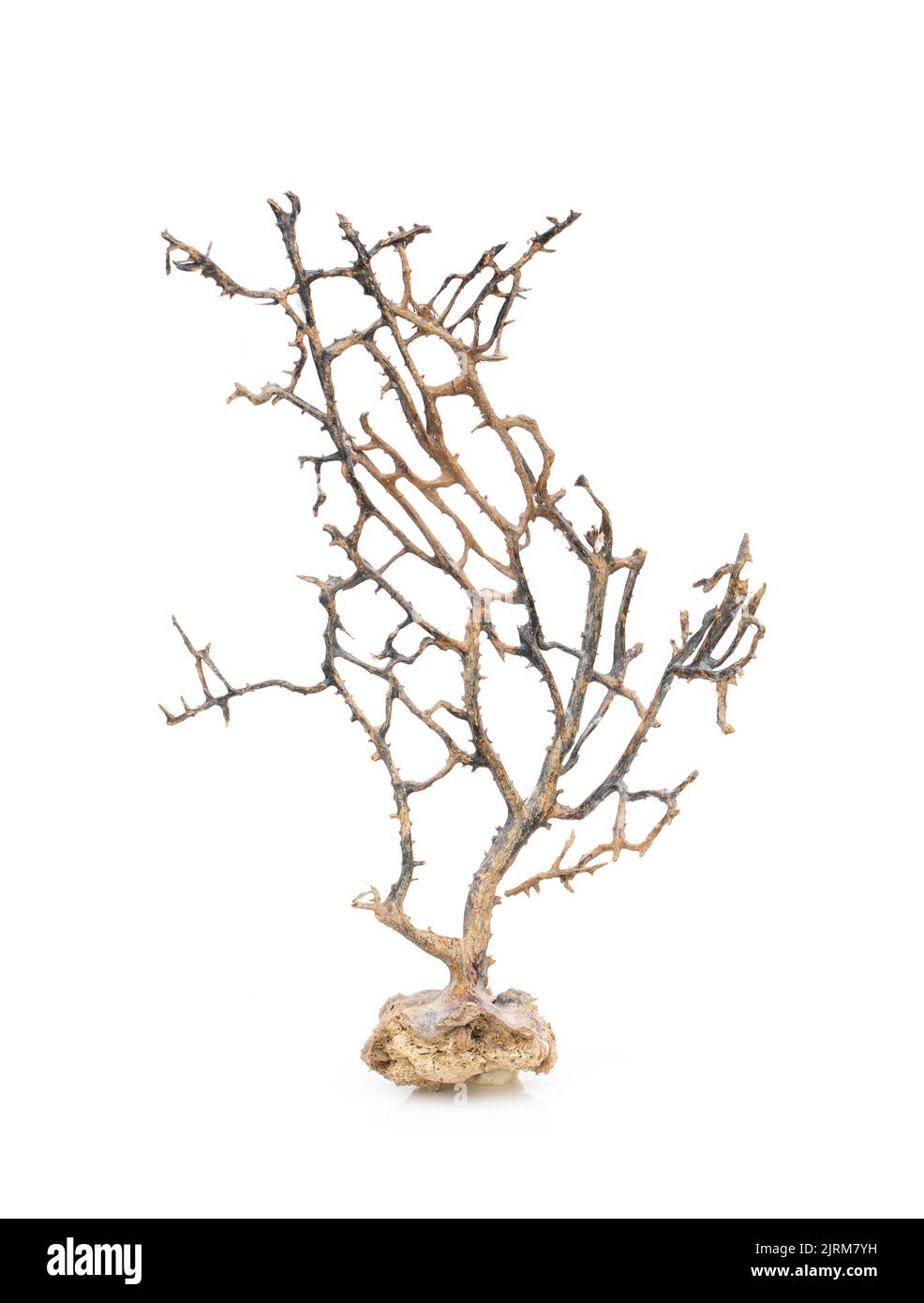 Image de corail naturel sec ou de coralline isolée sur fond blanc. Banque D'Images
