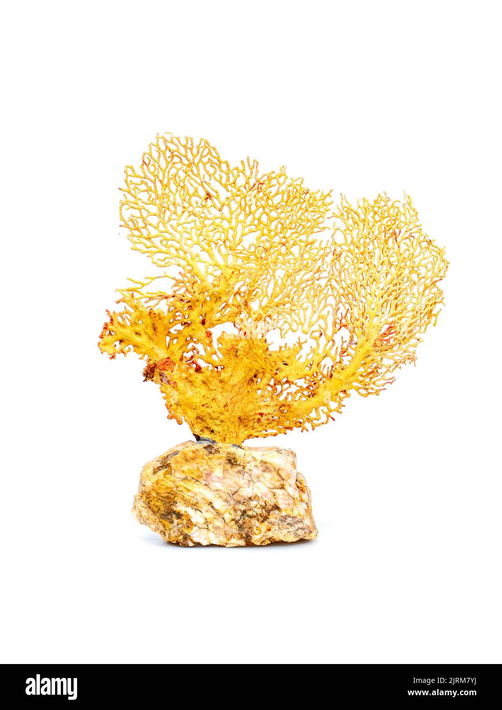 Image de corail naturel sec ou de coralline isolée sur fond blanc. Banque D'Images