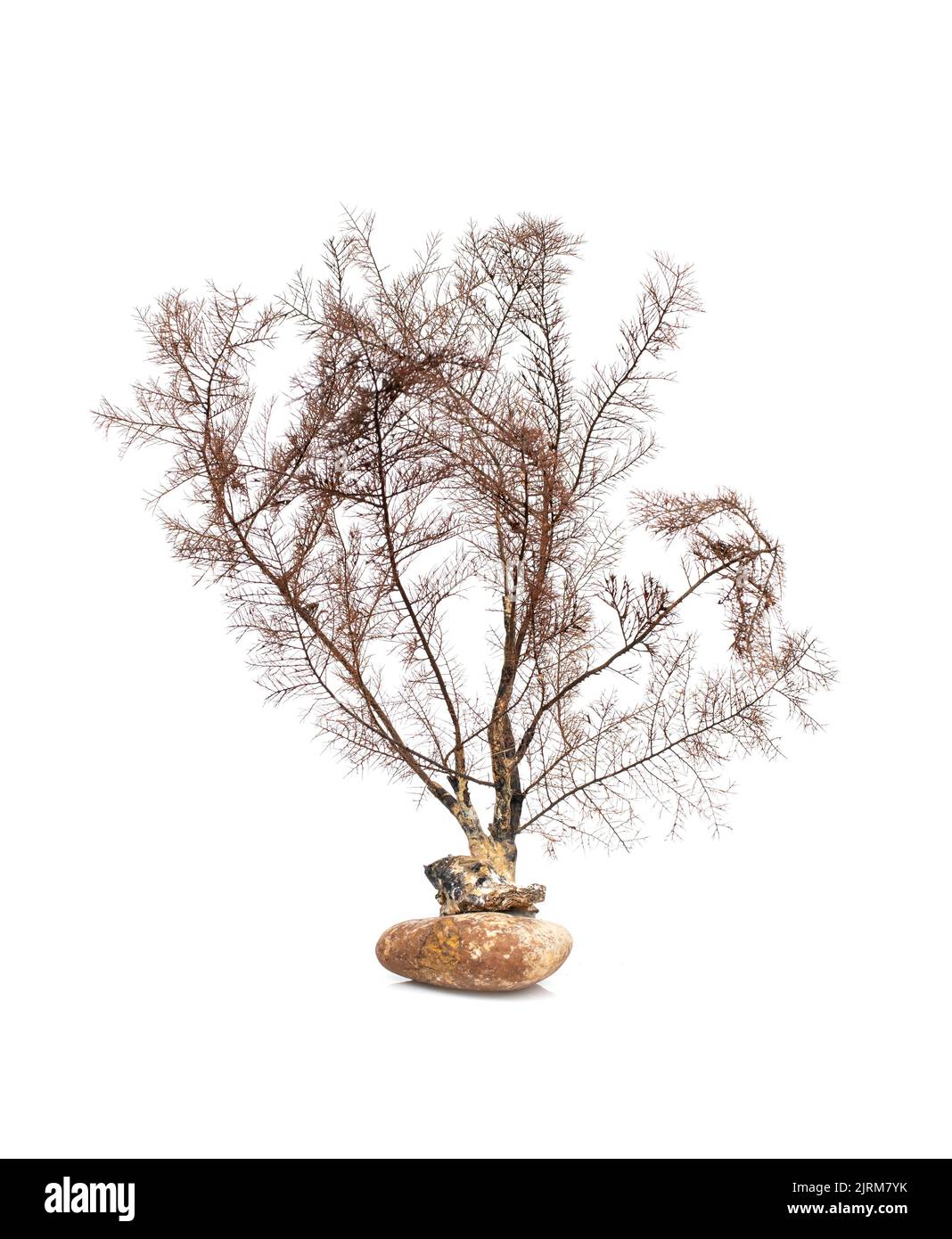 Image de corail naturel sec ou de coralline isolée sur fond blanc. Banque D'Images
