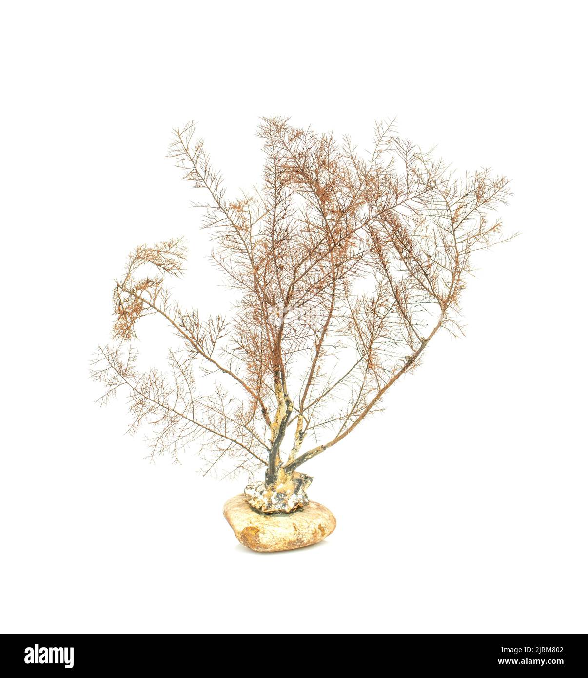 Image de corail naturel sec ou de coralline isolée sur fond blanc. Banque D'Images