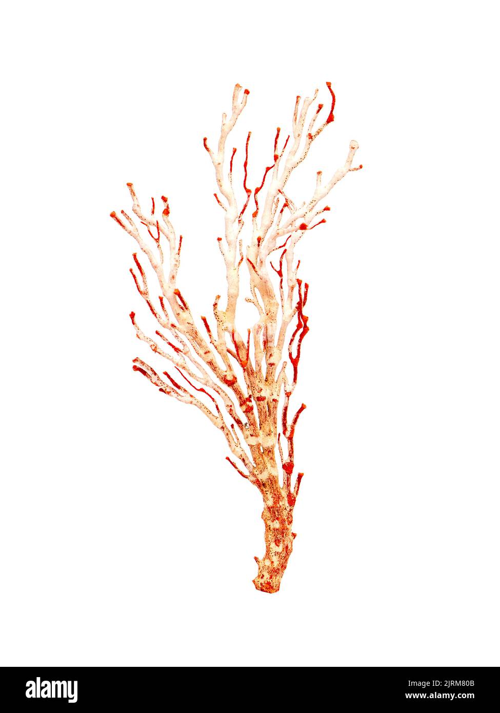 Image de corail naturel sec ou de coralline isolée sur fond blanc. Banque D'Images