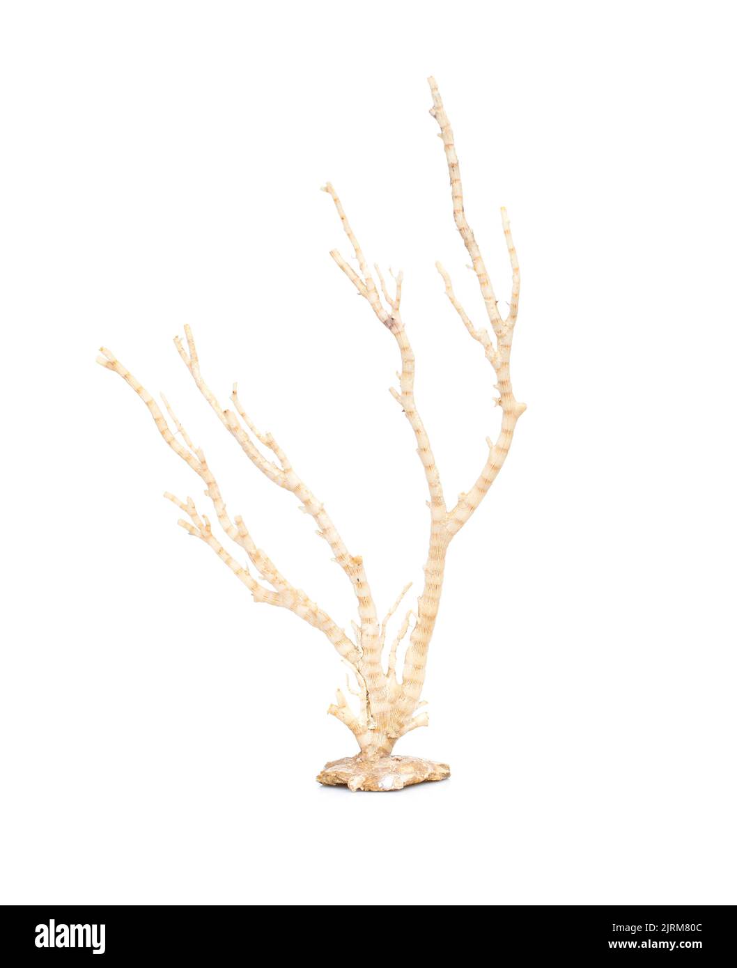 Image de corail naturel sec ou de coralline isolée sur fond blanc. Banque D'Images