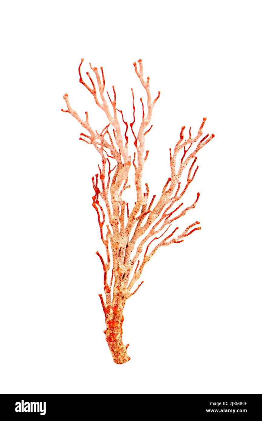 Image de corail naturel sec ou de coralline isolée sur fond blanc. Banque D'Images
