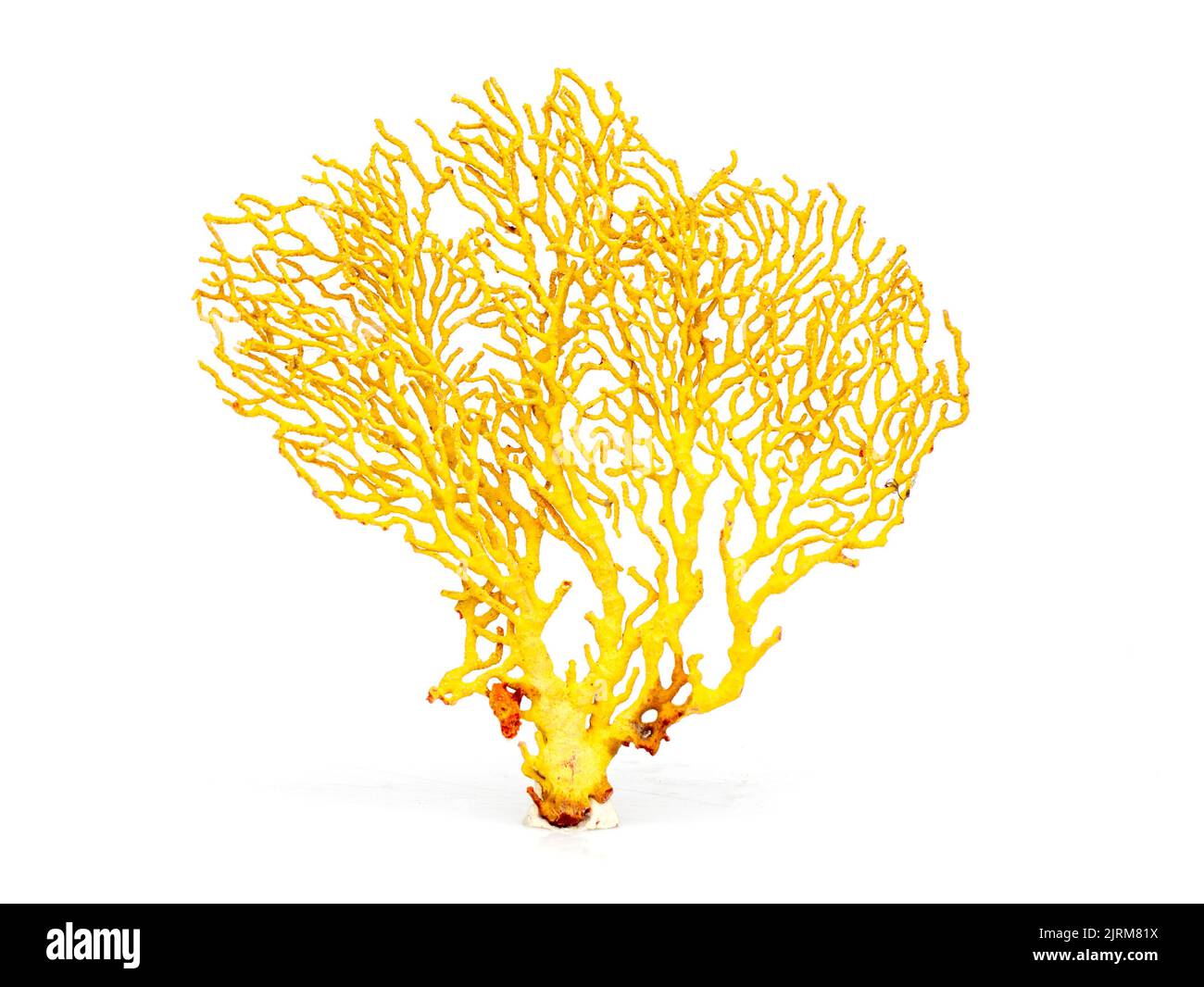 Image de corail naturel sec ou de coralline isolée sur fond blanc. Banque D'Images