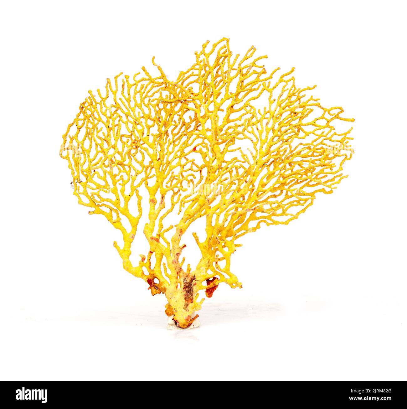 Image de corail naturel sec ou de coralline isolée sur fond blanc. Banque D'Images