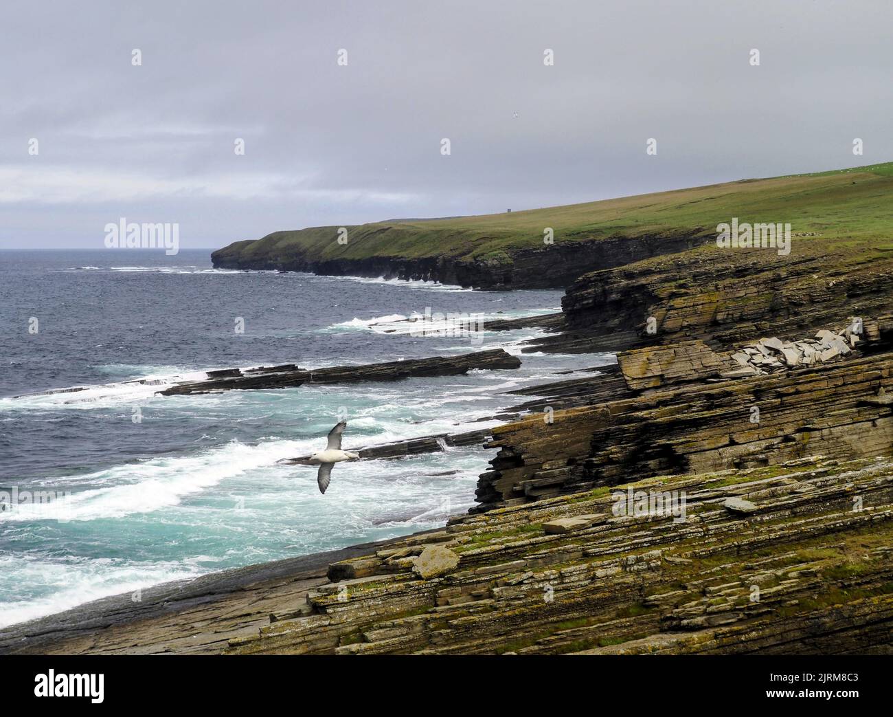 Marwick Head, Orkney Banque D'Images