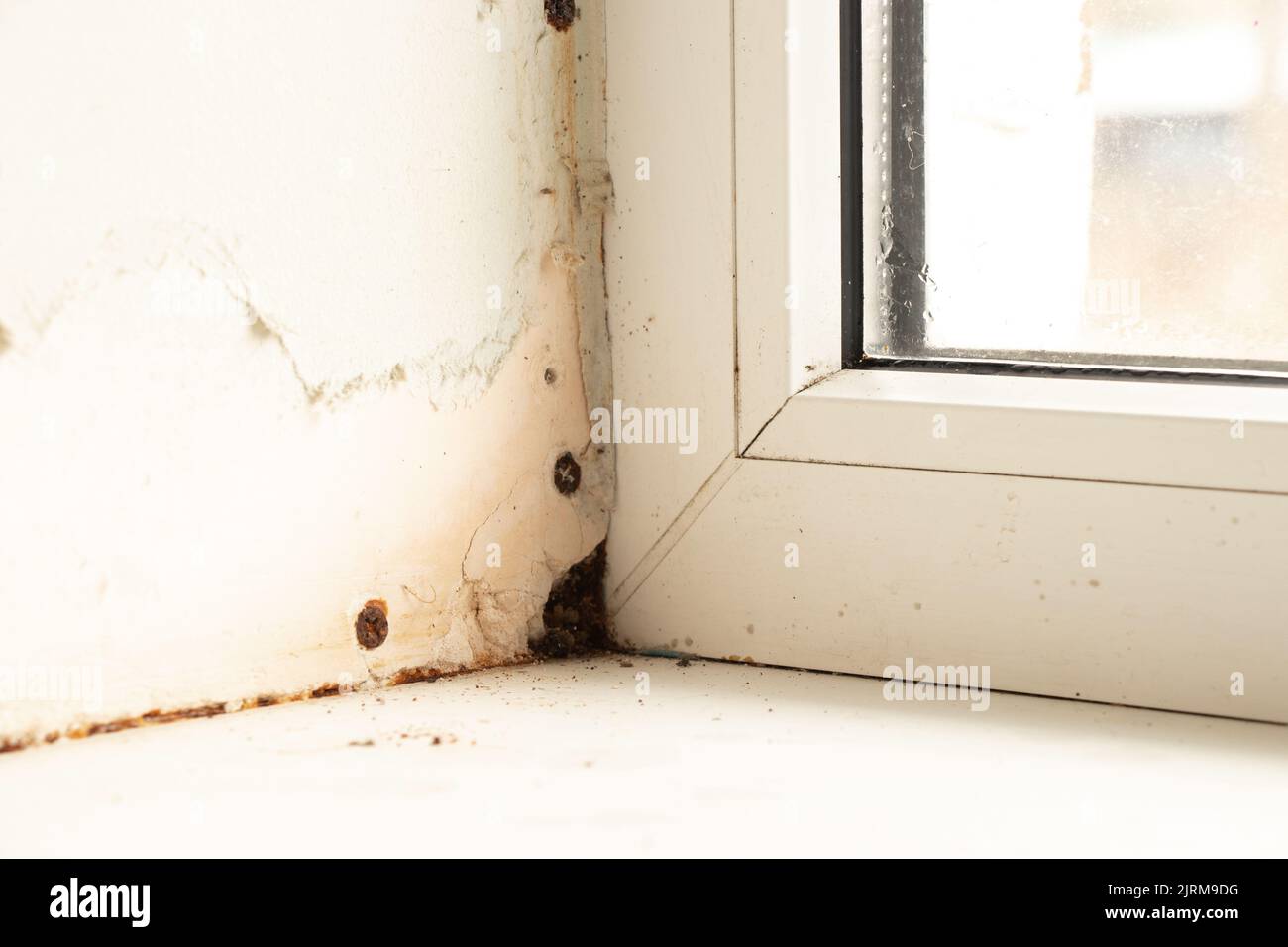 fenêtres avec des pentes de placoplâtre, humidité et champignon, appartement sans réparation Banque D'Images
