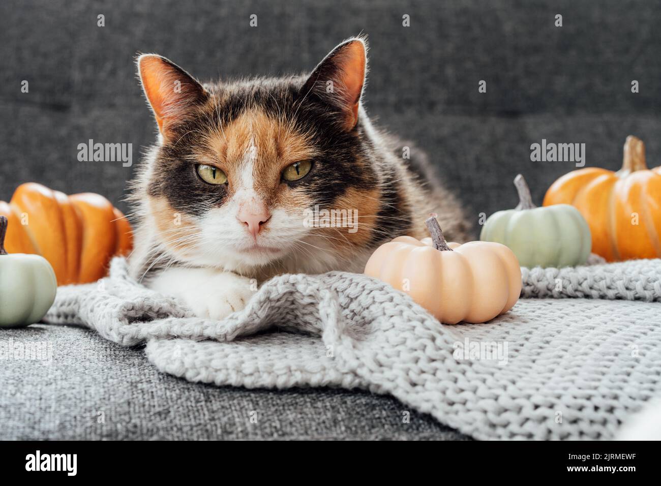Chat Multicolore Banque De Photographies Et D Images A Haute Resolution Alamy Chat Multicolore Banque De Photographies Et D Images A Haute Resolution Alamy