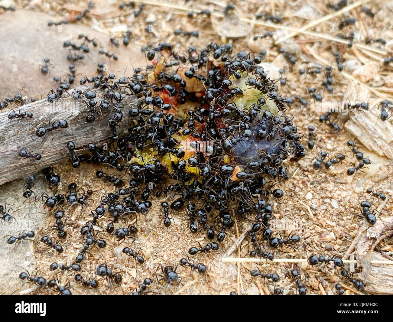 Un groupe de fourmis noirs mangeant le fruit mûr de figuier qui est tombé au sol dans une forêt Banque D'Images