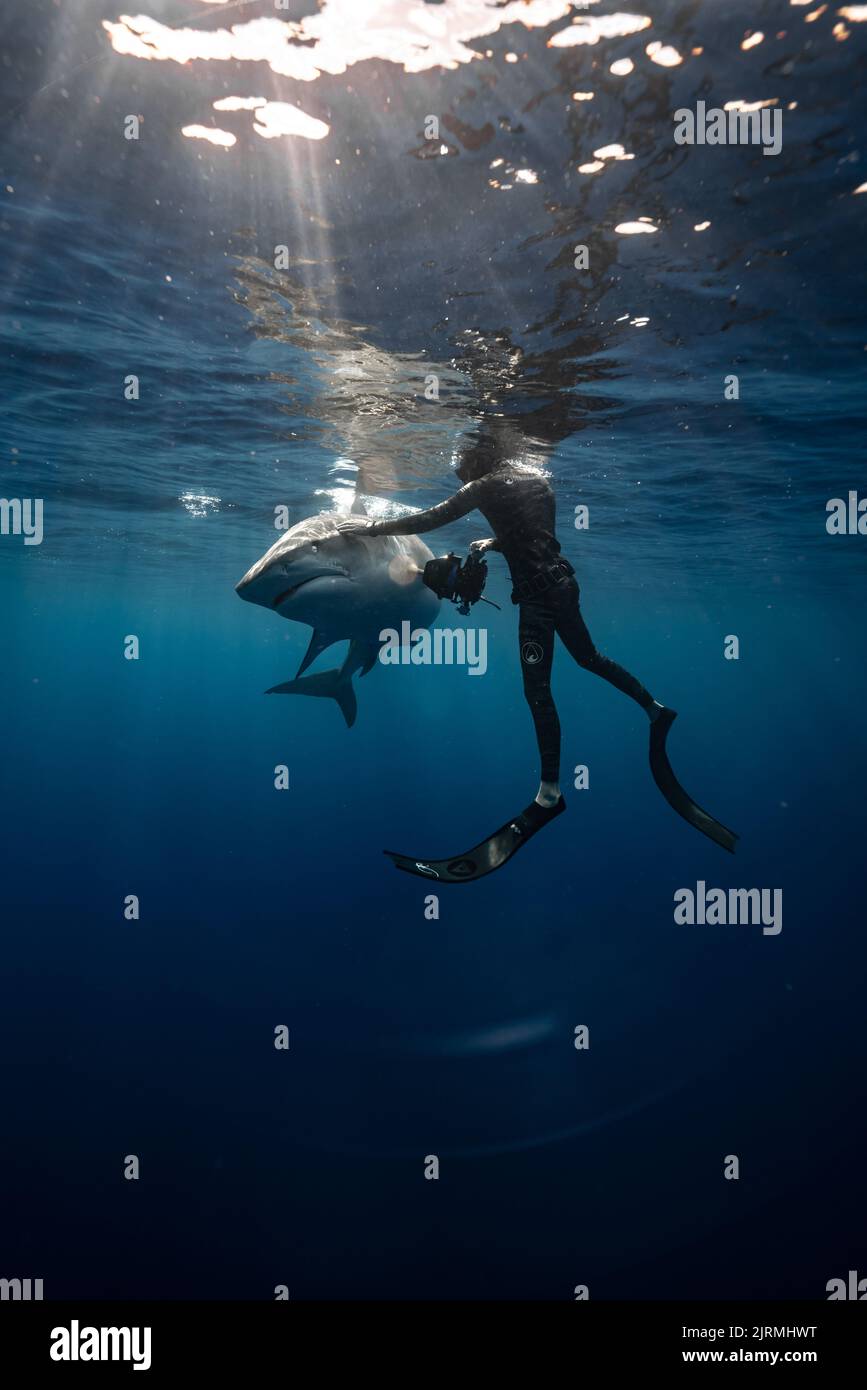 Les requins ont des capteurs dans leur nez. Honolulu, Hawaï : CES IMAGES INCROYABLES montrent un requin terrifiant qui s'approche d'un plongeur pour un peu d'amour et de câlins. O Banque D'Images