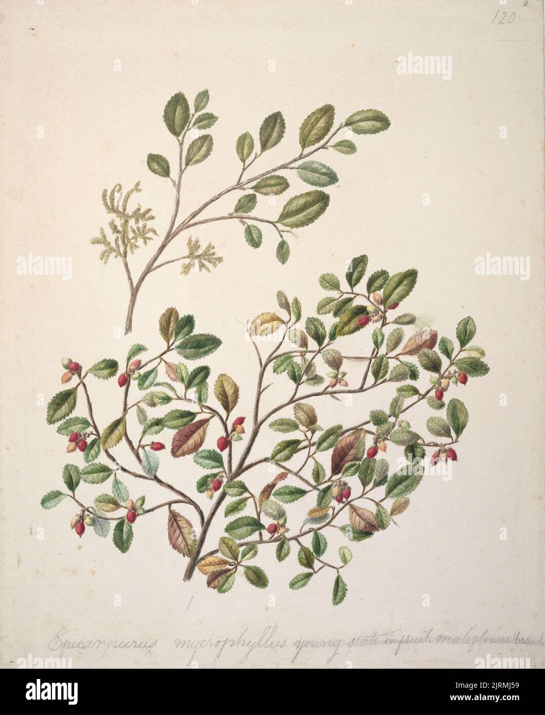 Strellus heterophyllus/ arbre à lait à petits feuilles/Turepo., vers 1885, Nouvelle-Zélande, par Sarah Featon. Banque D'Images