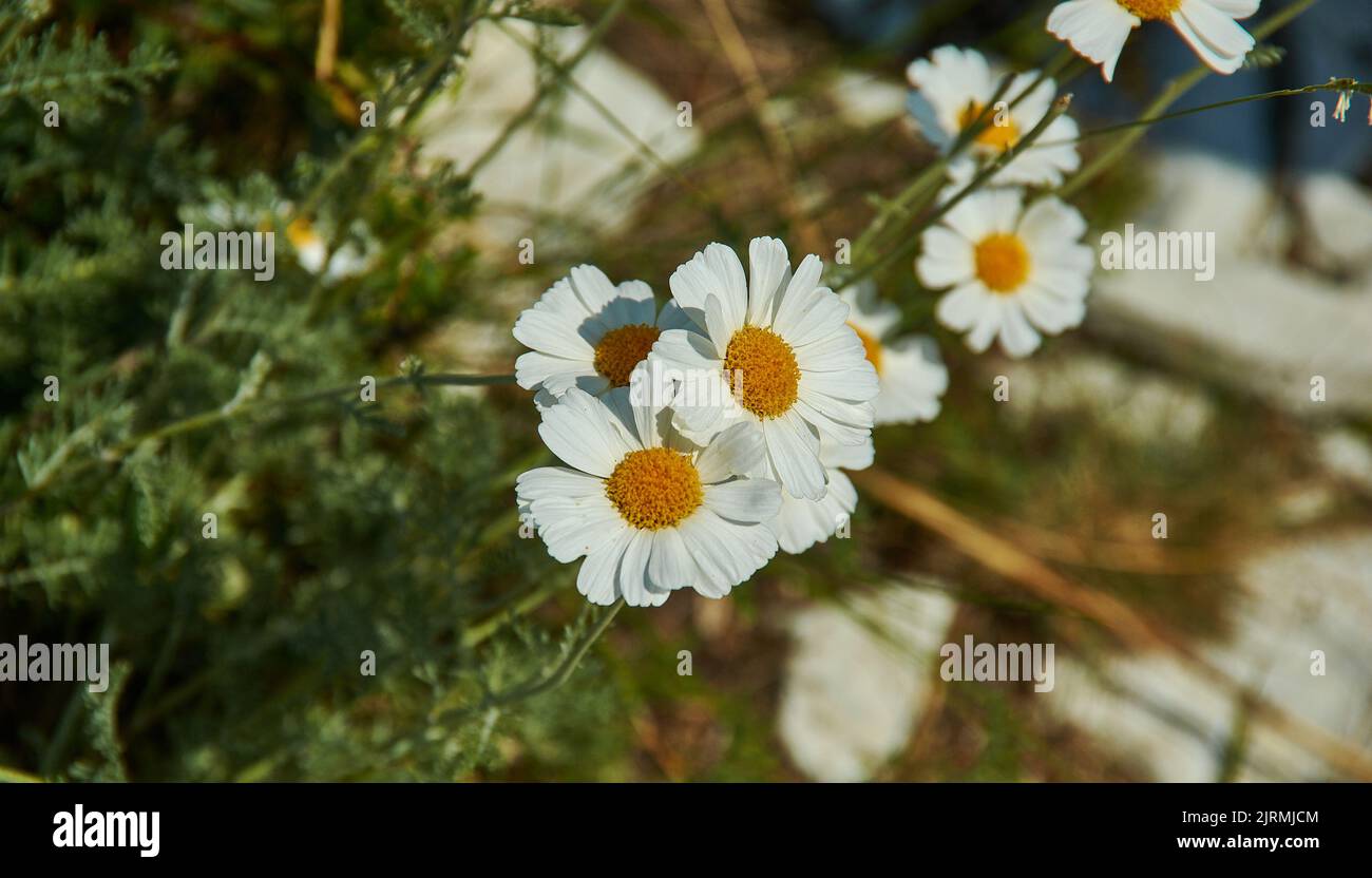 Leucаnthemum kurilen- genre de plantes à fleurs de la famille des Asteraceae. Il est principalement distribué en Europe centrale et du Sud Banque D'Images
