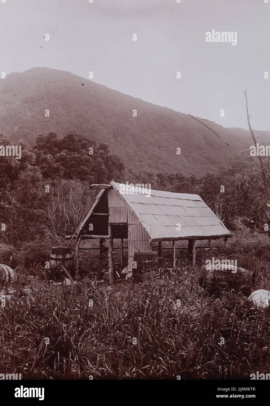 « Low Flat, Sunday Island, Mt Campbell Beyond. Le whare de Cameron, 7 novembre 1908, Îles Kermadec, par Tom Iredale. Banque D'Images