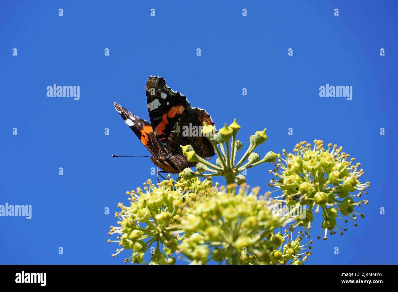 Papillon amiral sur une fleur avec ciel bleu en arrière-plan. Gros plan sur les insectes. Vanessa atalanta. Banque D'Images