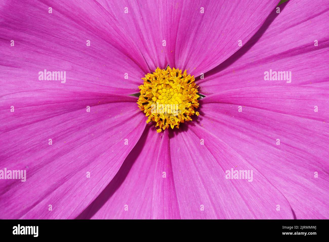 Cosmea, Cosmos fleur en gros plan. Fleur rose avec pollen jaune Banque D'Images