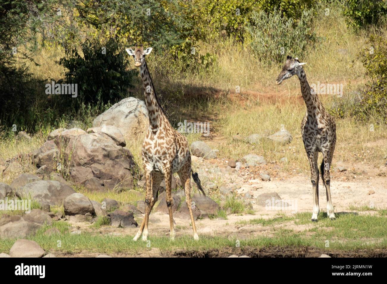 Une paire de Giraffe s'approche prudemment de la rivière pour boire. Toujours alerte et avec d'excellents sens ils les utilisent tous quand ils sont les plus vulnérables Banque D'Images