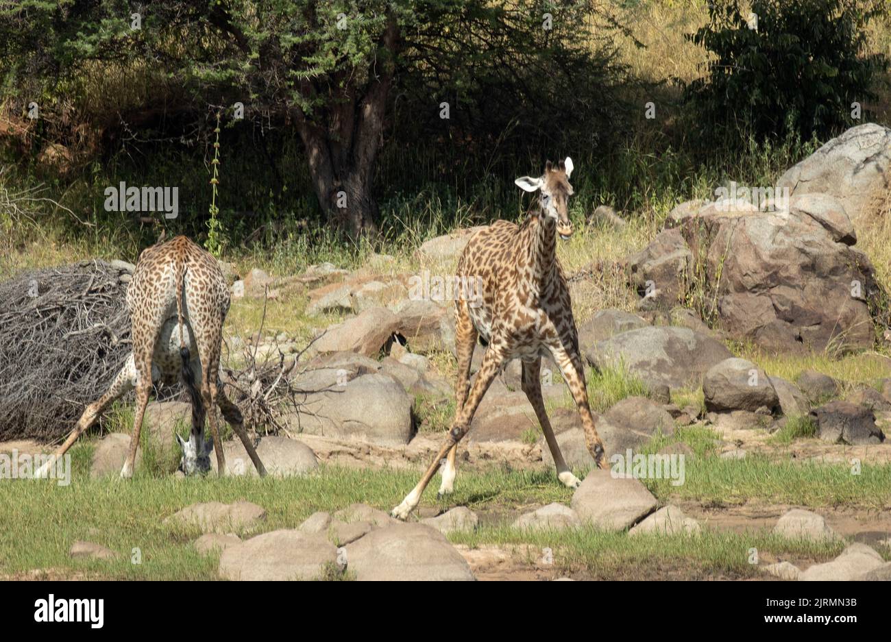 Une paire de Giraffe boit avec prudence. Toujours alerte et avec d'excellents sens ils les utilisent tous quand ils sont à leur plus vulnérable lors de la consommation Banque D'Images