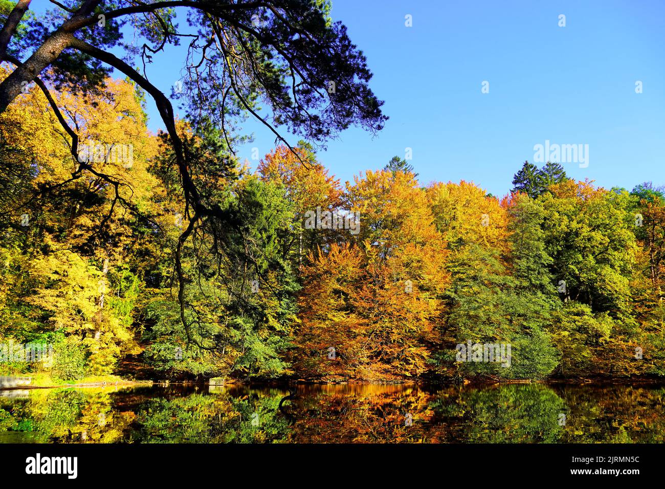 Paysage d'automne avec des feuilles aux couleurs vives et des reflets dans l'eau. Petit lac dans la nature. Banque D'Images