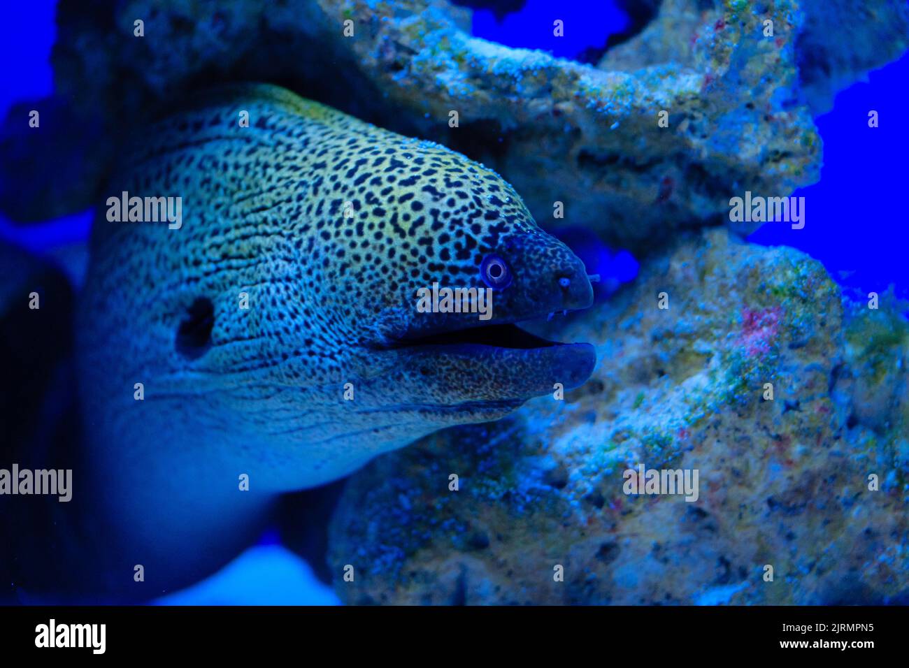 Moray Eel. Lymnothorax miliaris. Parc naturel de Cabo Cope-Puntas del Calnegre, Espagne Banque D'Images