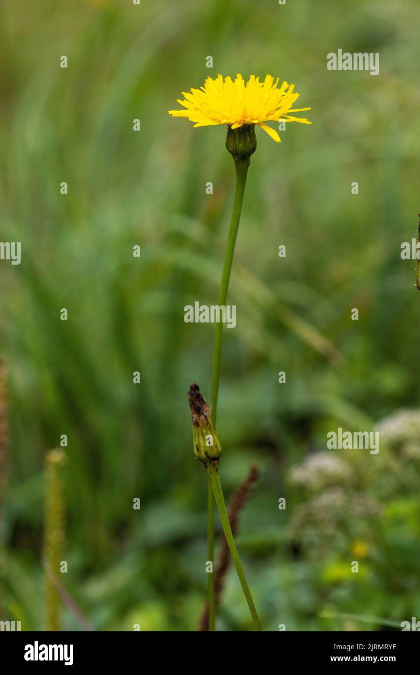 La fleur de Tragopogon orientalis, nom commun de la barbe de chèvre orientale Banque D'Images