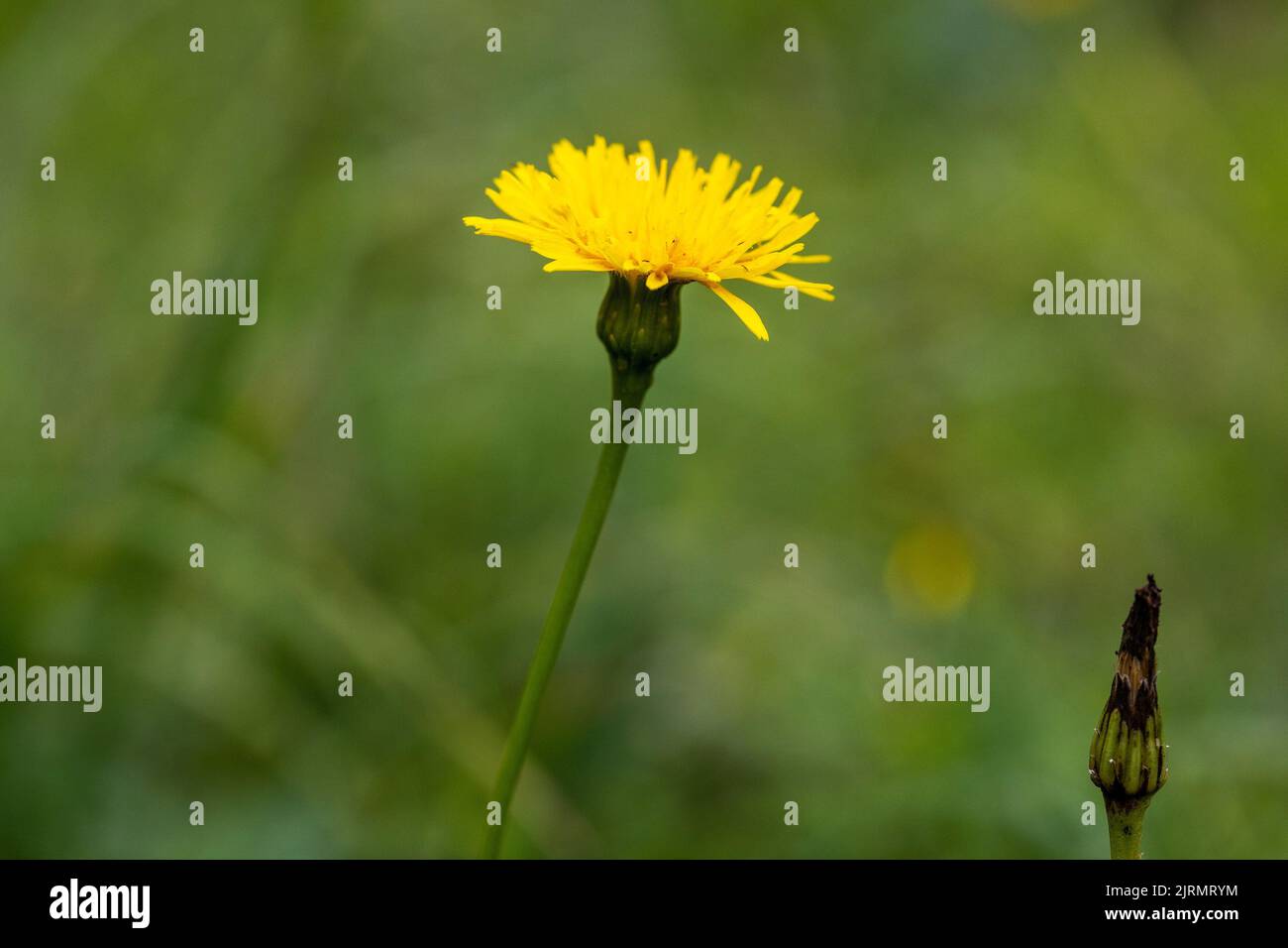 La fleur de Tragopogon orientalis, nom commun de la barbe de chèvre orientale Banque D'Images