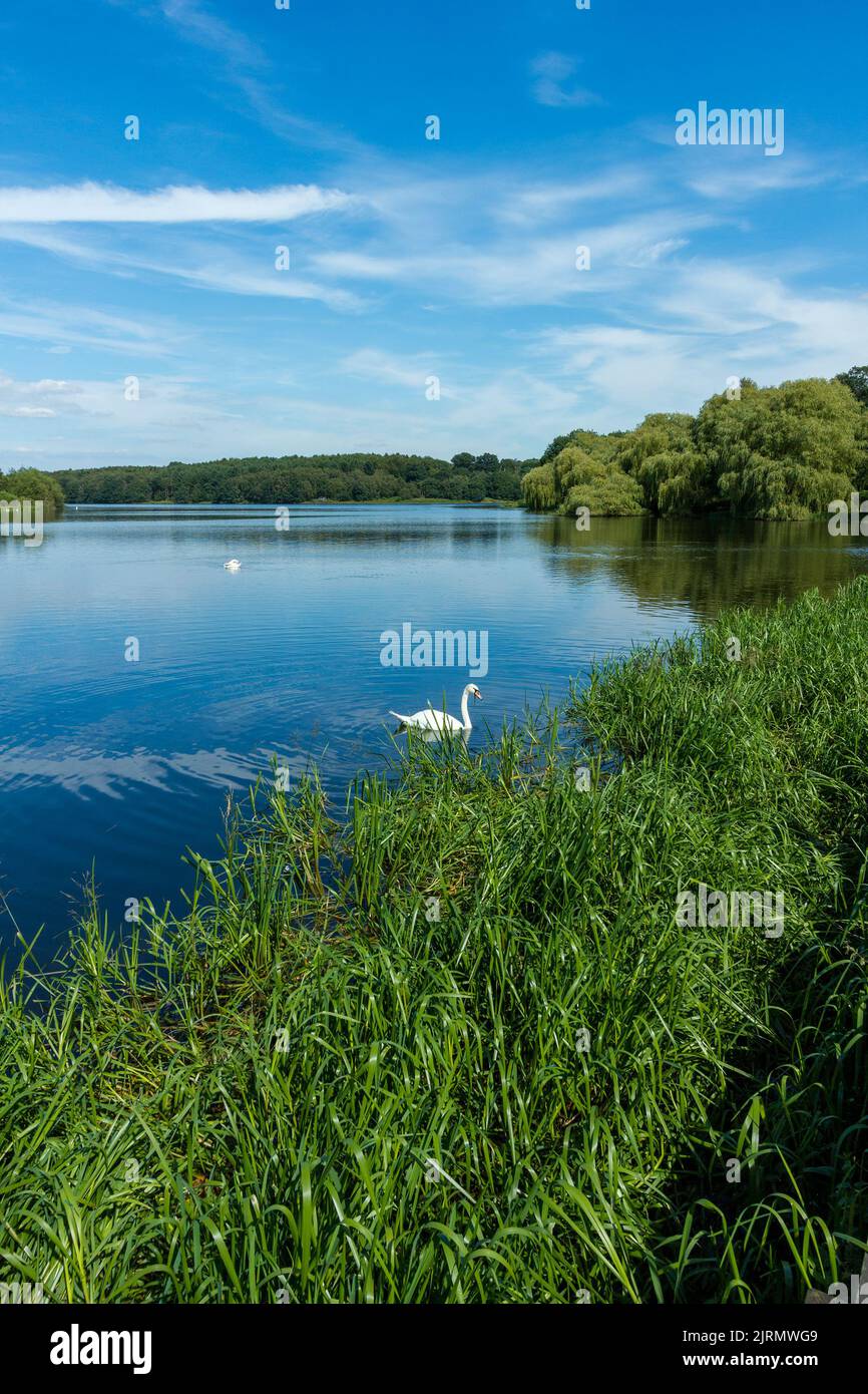 Cygne solitaire sur les eaux calmes de Staunton Harold Reservoir, Derbyshire, Angleterre, Royaume-Uni (remplace l'image D5E8M0) Banque D'Images