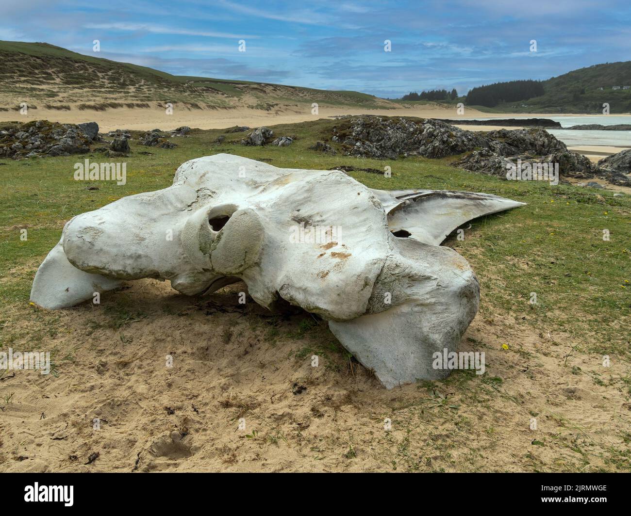 OS crâniens de Baleen fin Whale (Balaenoptera physaluscama) mort sur la plage de Kiloran, île de Colonsay, Écosse, Royaume-Uni Banque D'Images