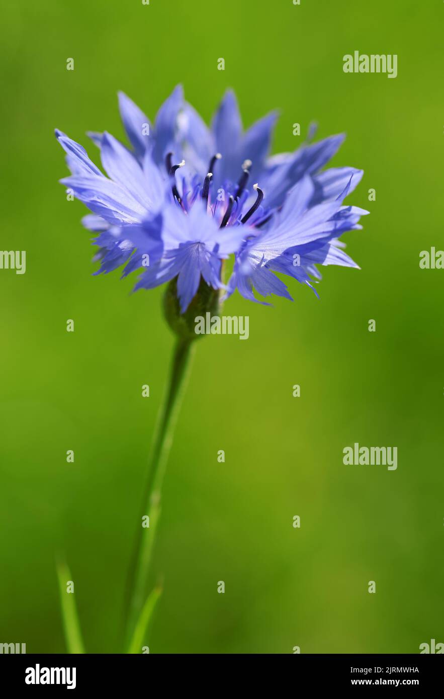 Fleur bleue Cornflower ( Centaurea cyanus ) sur fond vert nature. Banque D'Images