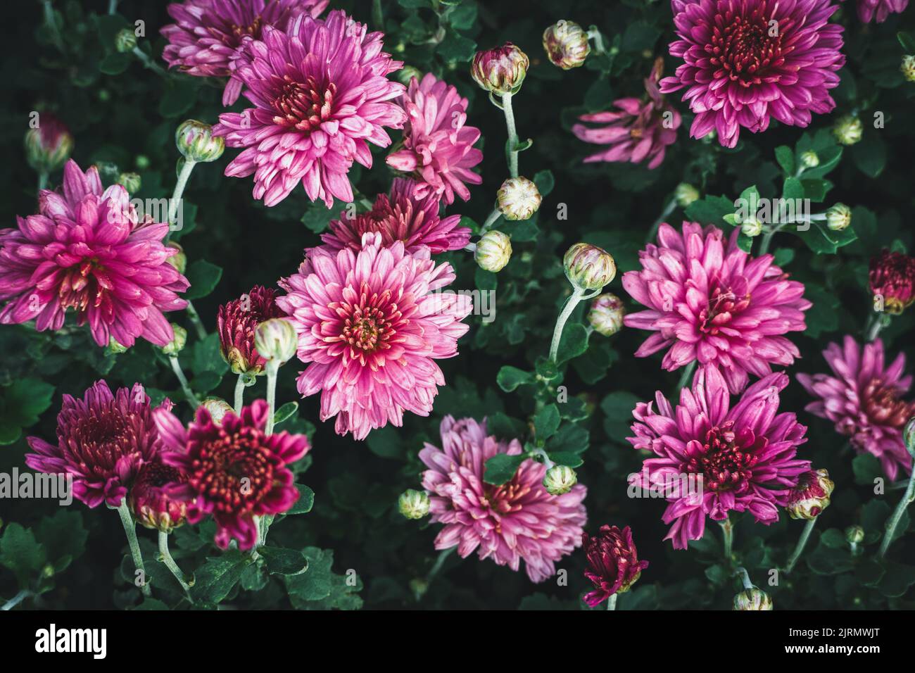 Dendranthema grandiflorum, plante florale de chrysanthème de Florist dans un jardin de fleurs Banque D'Images