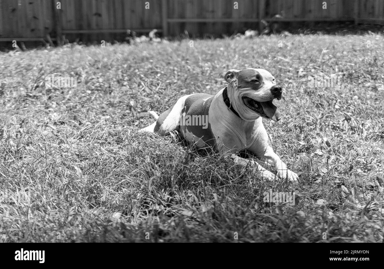 Un chien mixte (American Staffordshire, American Pit Bull Terrier) (Canis lupus familiaris) se trouve dans une cour herbeuse, à l'air heureux Banque D'Images