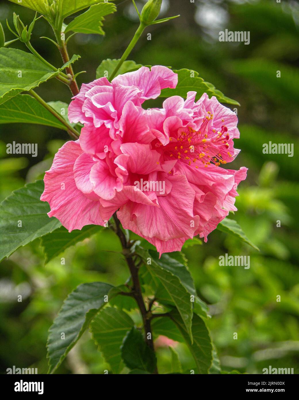 Kula, Maui Rose Double Hibiscus dans le jardin gros plan Banque D'Images