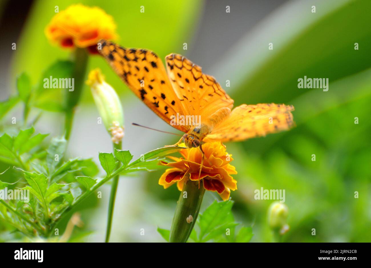 PAPILLON FRITILARY, PAPILLON ORANGE AVEC TACHES NOIRES, WISLEY PIC MIKE WALKER, MIKE WALKER IMAGES,2010 Banque D'Images